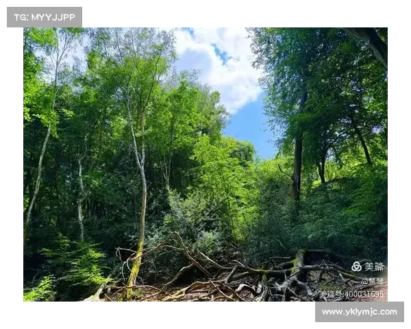 永歌森林绿意之旅探秘大自然的静谧与奇妙生态体验 永歌森林绿意之旅探秘大自然的静谧与奇妙生态体验